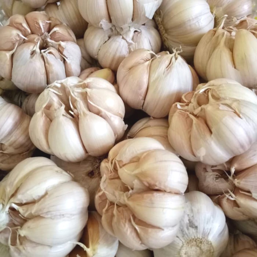

Bawang Putih 1 Kg