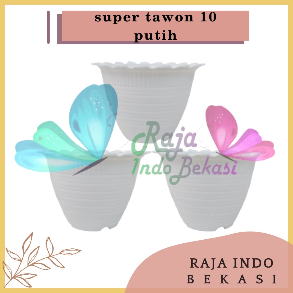 Pot Tawon Dahlia Super Tawon 10 Garden Of Love Pot Tawon Putih Pot Kaktus cactus Mini Minimalis Lucu Murah