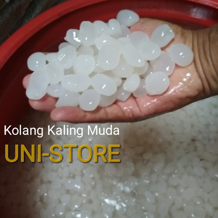 

1KG KOLANG KALING MUDA TANPA PENGAWET 100% Langkaplancar Pangandaran