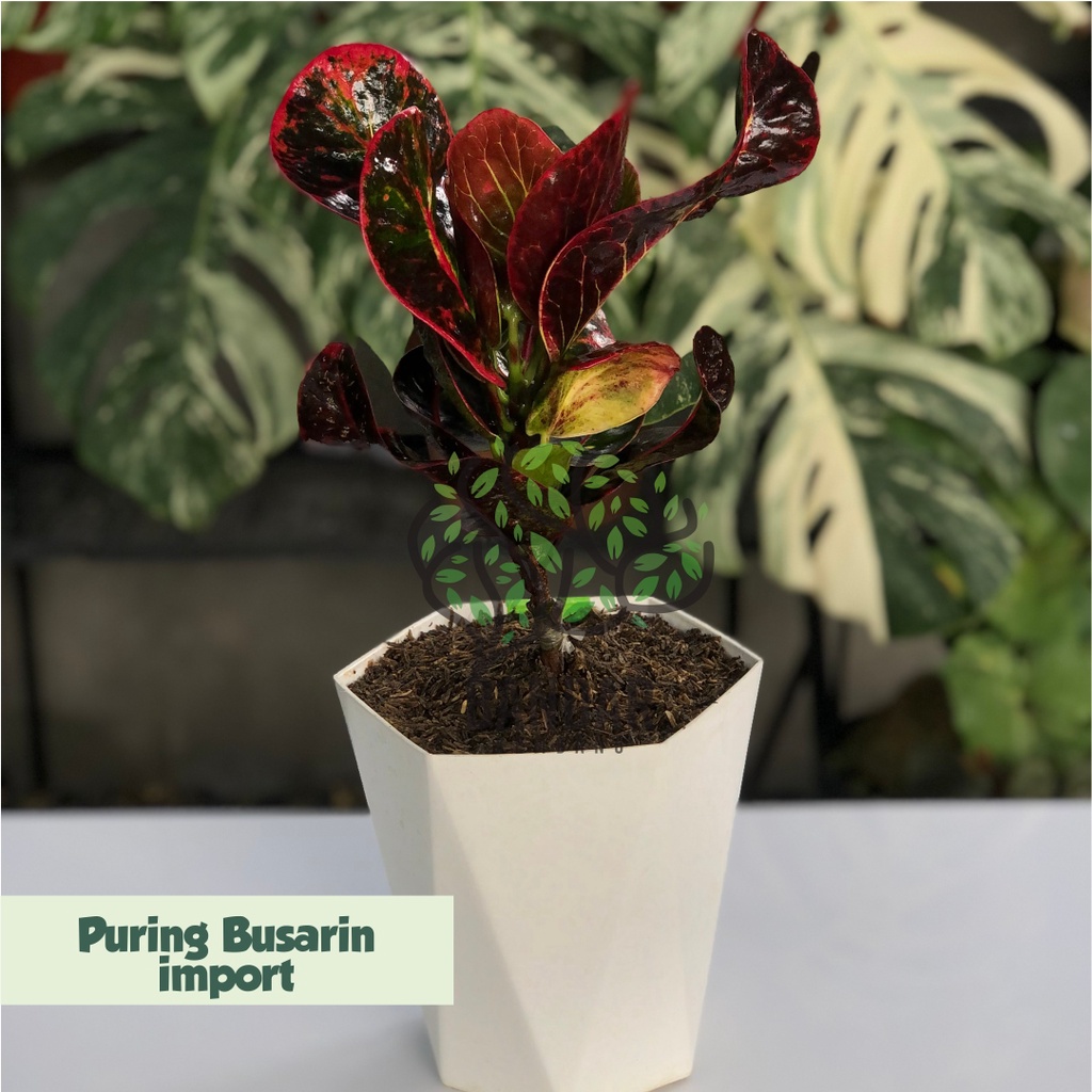 Tanaman Hias Daun Banyak Puring Busarin/Puring Apel Busarin/Puring Apel Rehana/Kroton Import - Dekor