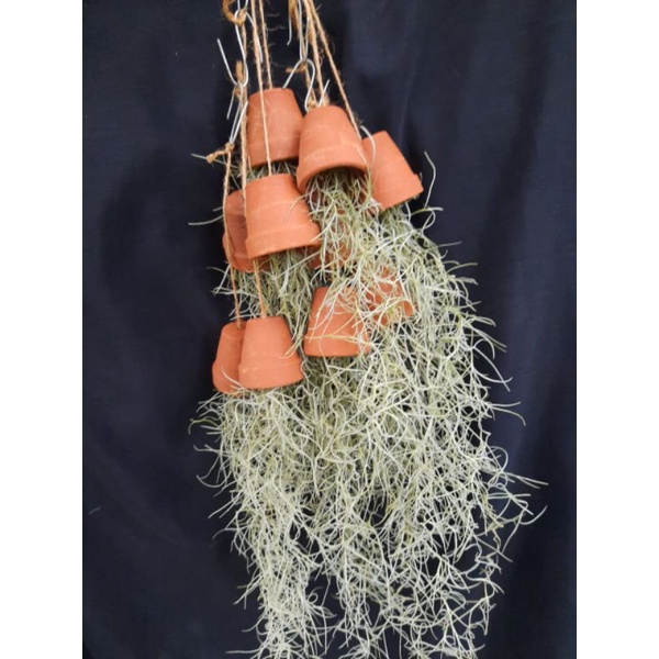 Tanaman janggut musa