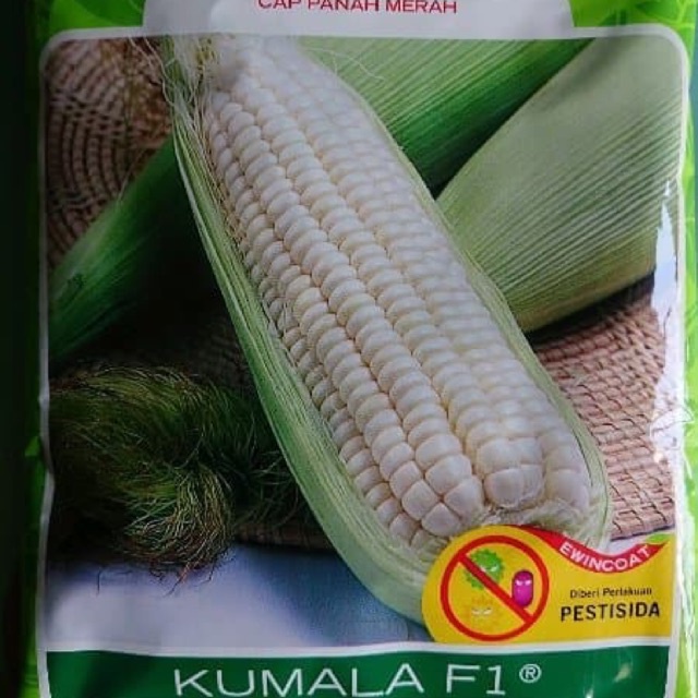 Benih bibit jagung pulut manis KUMALA F1 1750 butir jagung ketan manis jagung putih KUMALA panah mer