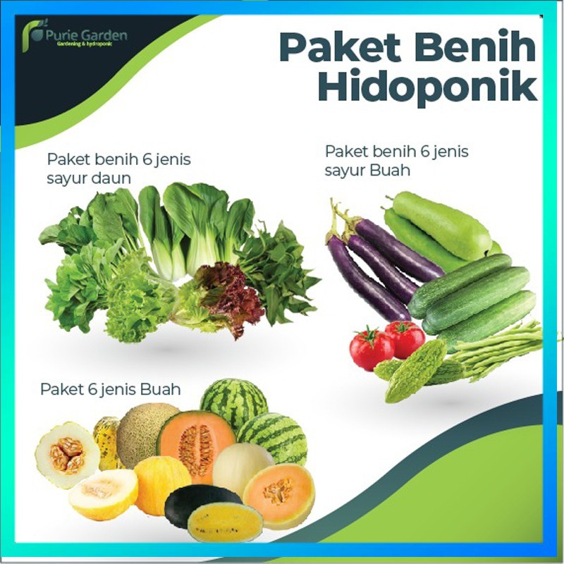 PAKET BENIH HIDROPONIK SAYURAN BIBIT TANAMAN PAKCOY BENIH SAYUR BIBIT HIDROPONIK KANGKUNG SAWI BAYAM