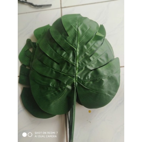 monstera jumbo