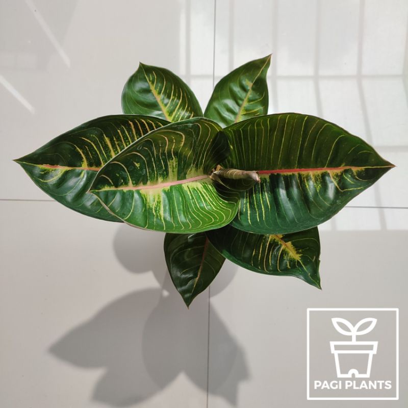 Aglaonema Black Moonlight Gerhana