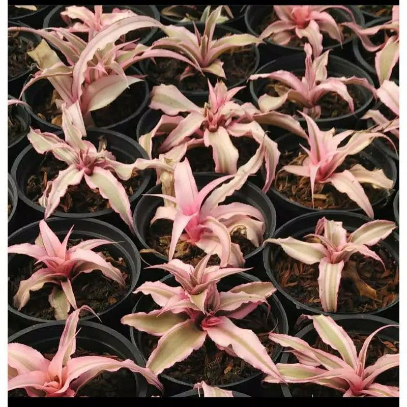 Tanaman Hias Bromelia Mini/Tanaman Hias Bromelia Cryptantus Pink/Tanaman Bunga Hias Bromelia Mini