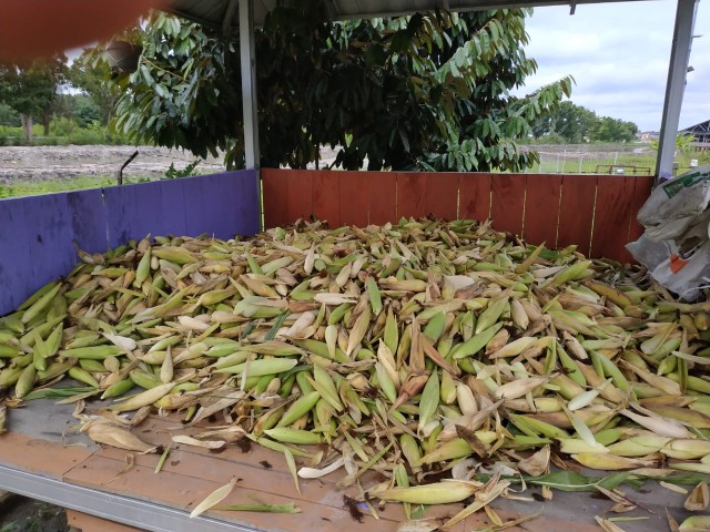 Kantong Plastik Kresek Loco Tebal Hitam 500 Gram Ukuran 17 - 50