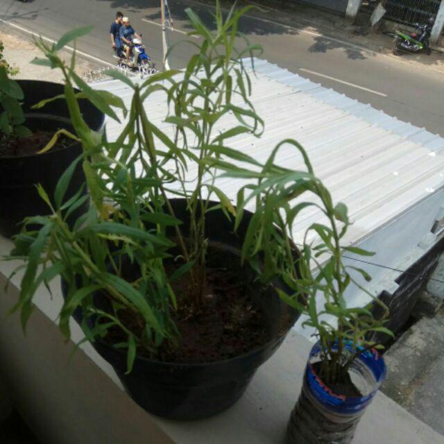 Tanaman Bunga Lavender / Tanaman Pengusir Nyamuk Lavenda