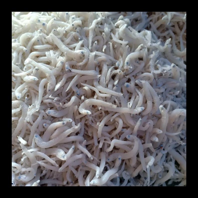 

TERBARU! TERI MEDAN SUPER PER 500GRAM PALING MURAH