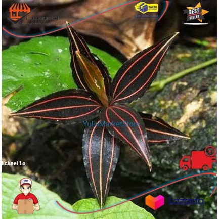ki aksara Ludisia discolor serat merah tanaman anggrek langka I YLSTORE