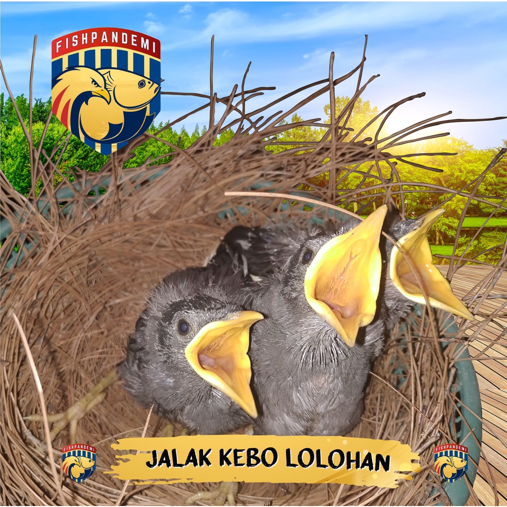 Jalak Kebo Lolohan