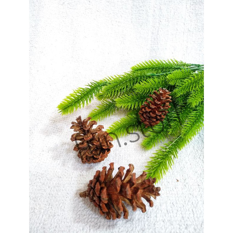 biji Pinus/biji Pinus kering/biji Pinus rustic