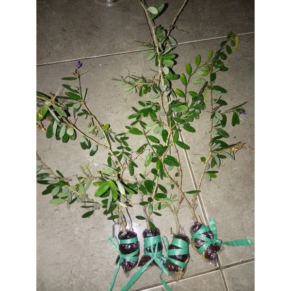 Bibit Bonsai Saeng Simbur Vietnam