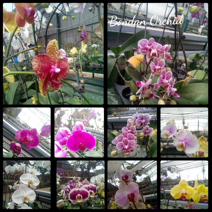 Anggrek Bulan Hybrid Bibit Botol Paket 3 Botol