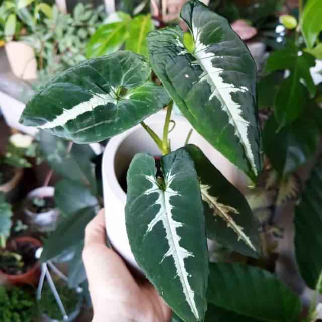 Tanaman Hias Syngonium Wendlandii Keladi Tikus Shopee Indonesia