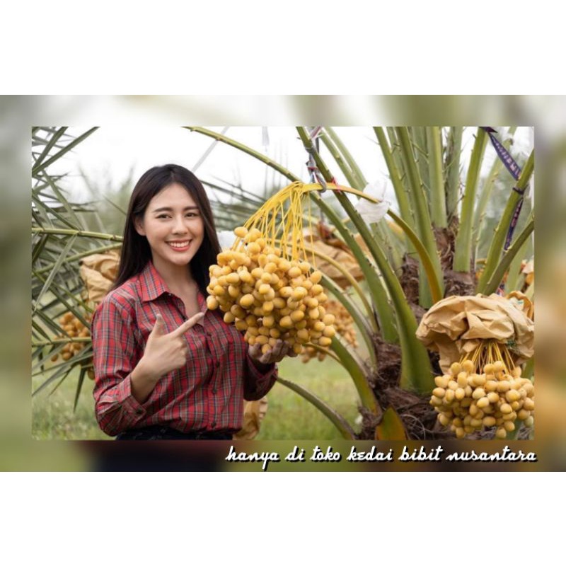 Bibit Kurma Jenis KL -1 super unggul