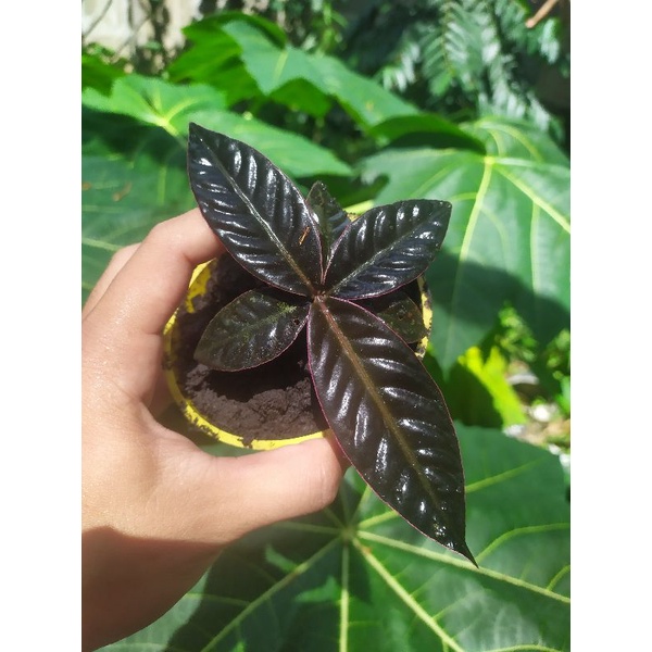Ardisia pink line