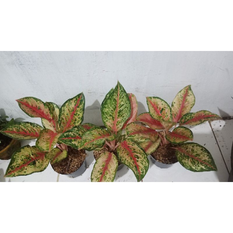 aglonema sweet dream