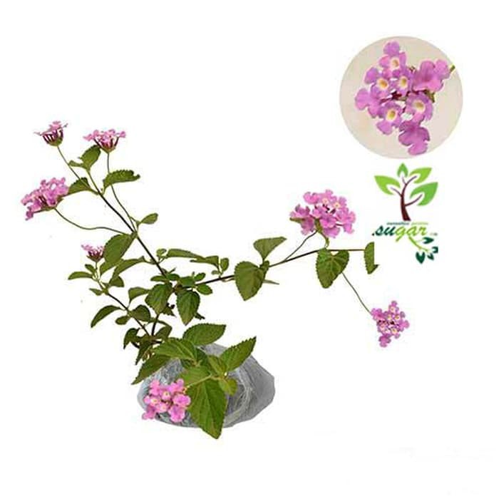 tanaman lantana ungu / tembelek an / waung