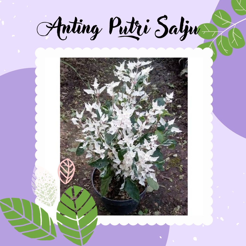 Tanaman Hias Anting Putri Salju Bibit Pohon Tanaman Anting Putri Salju Cantik