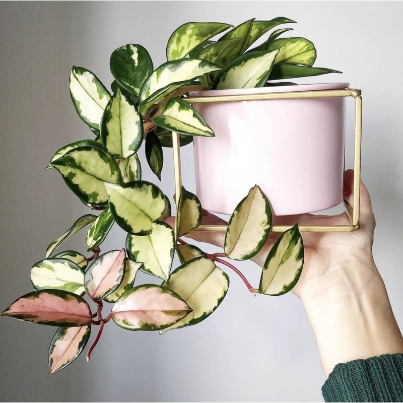 Tanaman hias hoya cornosa-(tanaman hidup-bunga hidup murah-bunga gantung hidup-bunga hiasan rumah)