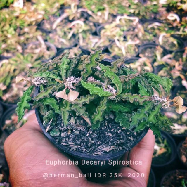 Euphorbia Decaryi Spirostica