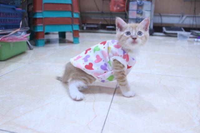 Kaos lope-lope model simple lucu untuk kucing dan anjing / baju kucing murah size S-XL