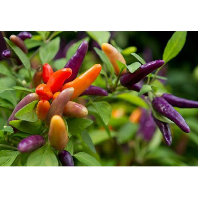 Benih Bibit Biji - Cabai Masquerade Purple Cabe Rainbow Chili Pepper Seeds