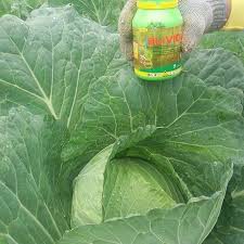 AMPUH!! Obat Racun Insektisida Berantas Hama Ulat Tanaman Kubis Bawang Oblivion 300 SC 100ML