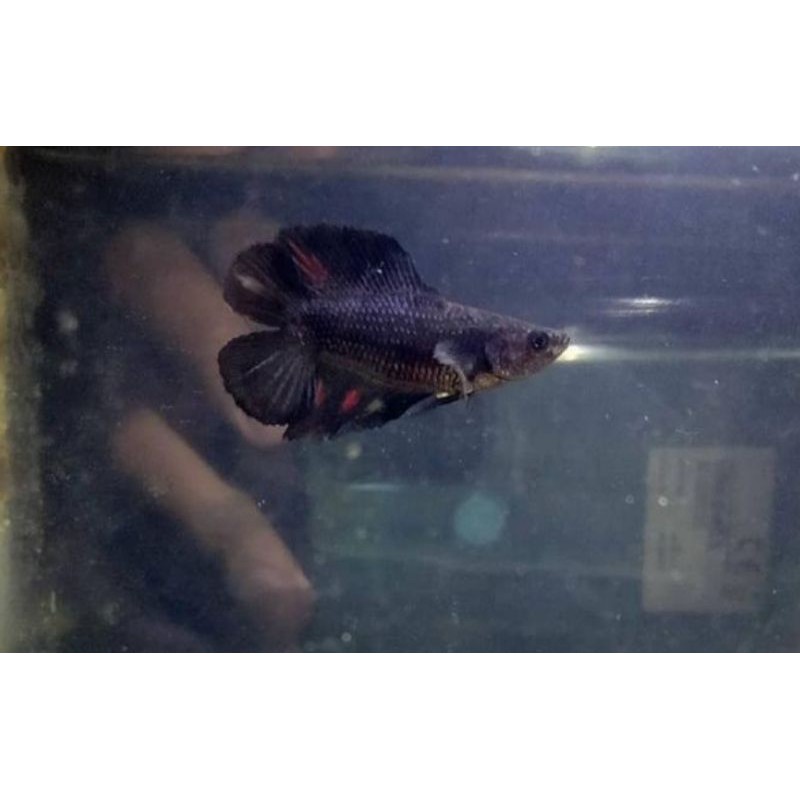 Ikan Cupang Bonsai Doubletail