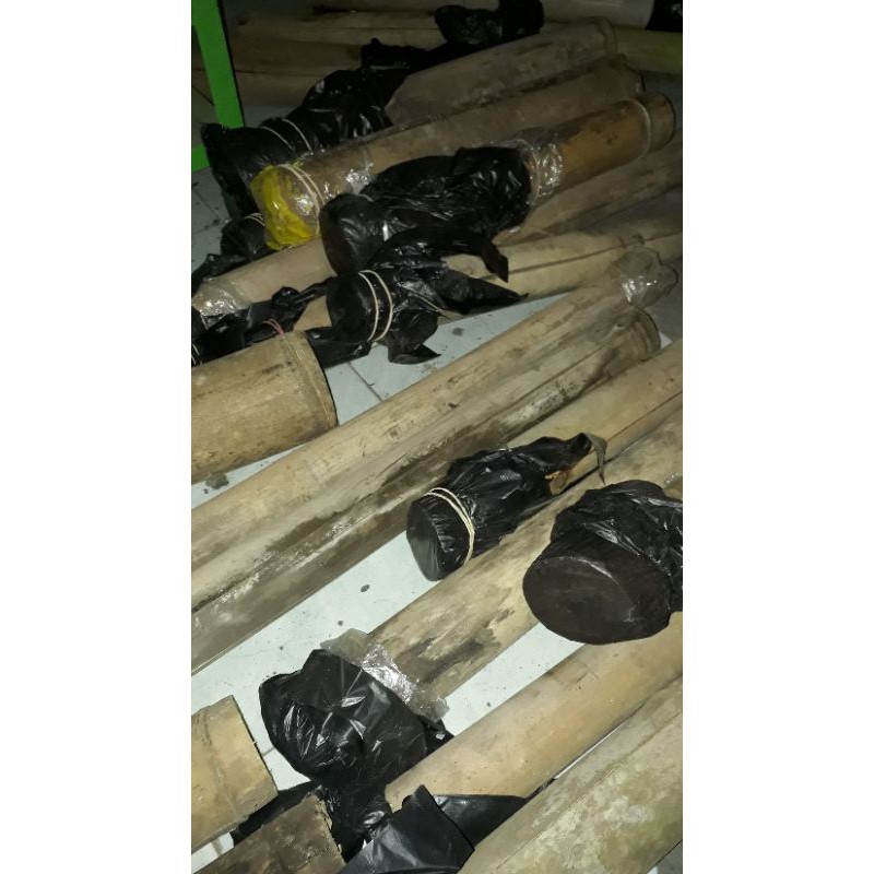 KOLONI KLANCENG LANCENG KELULUT ( ori, stup atau kotak)