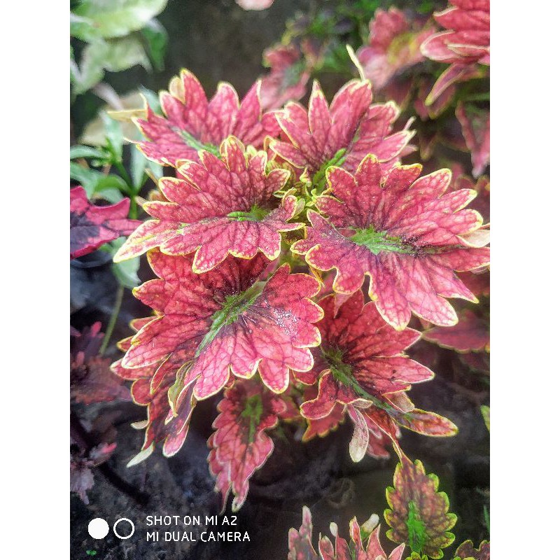 Miana/Coleus/Jawer Kotok/Premium Naga Merah