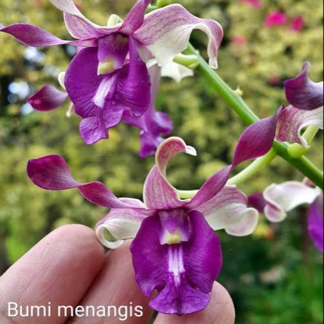 Anggrek dendrobium bumi menangis keki remaja
