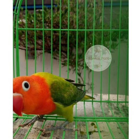 Lovebird Biola Green Paud