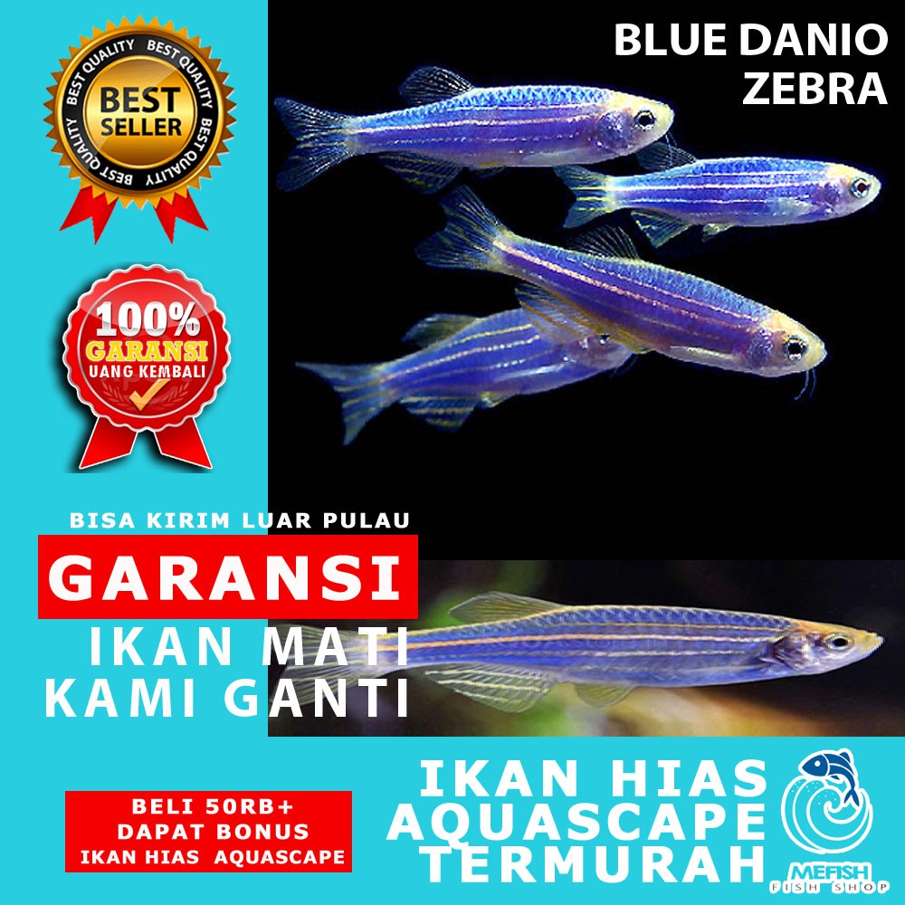 Ikan hias aquascape aquarium air tawar laut - MEFISH_ID - BLUE DANIO ZEBRA