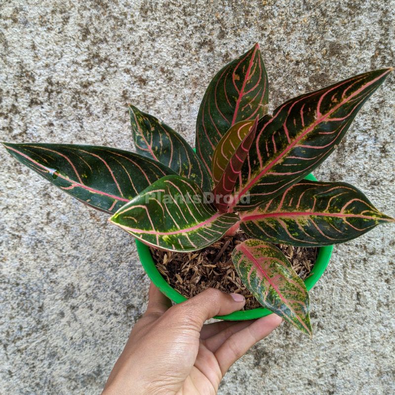 Aglaonema Red Sumatra Tanaman Hias