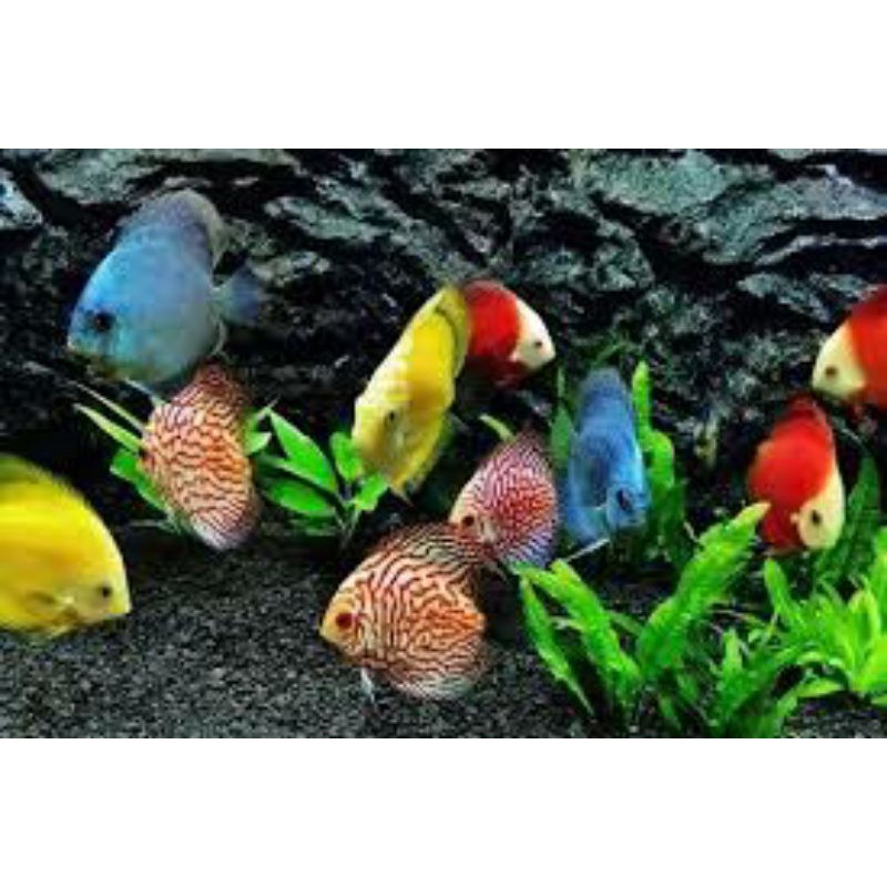 Hiasan Akuarium/Aquascape/ikan hias/Discus/Red Melon/Turquoise/Pigeon/Marlboru/Blue Diamond/Uk. 1" I