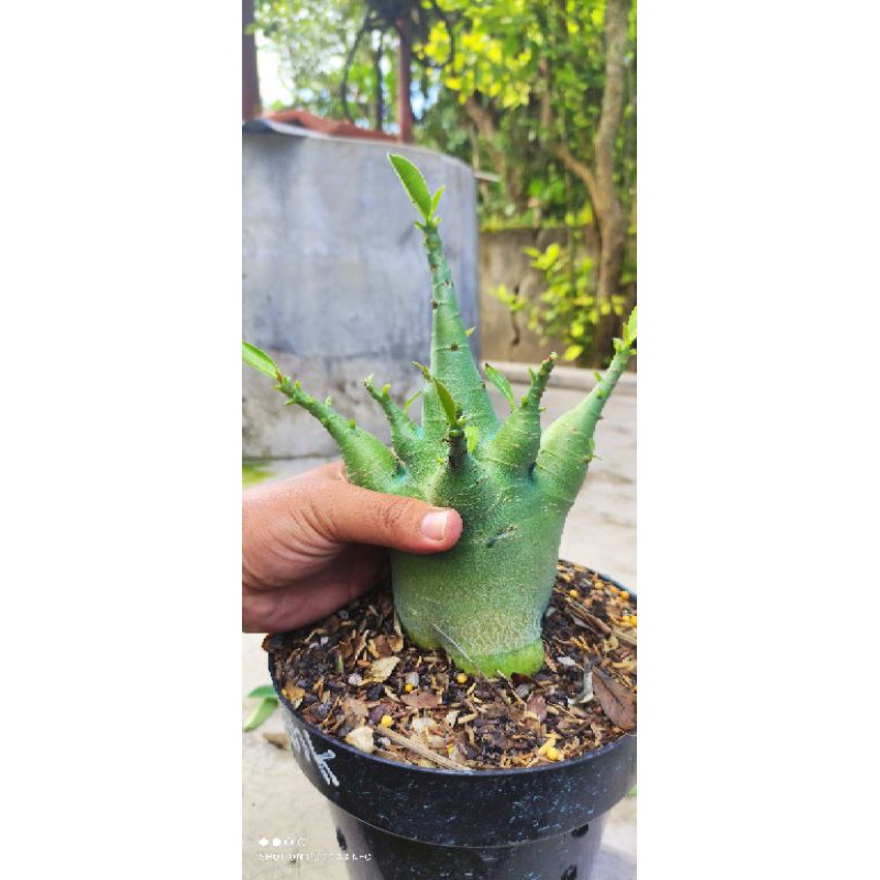 Adenium Arabikum Hybrid ID Godji X Emerald Tank