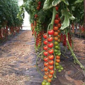 HD BIJI/BENIH/BIBIT BUAH TOMAT PERMATA Y