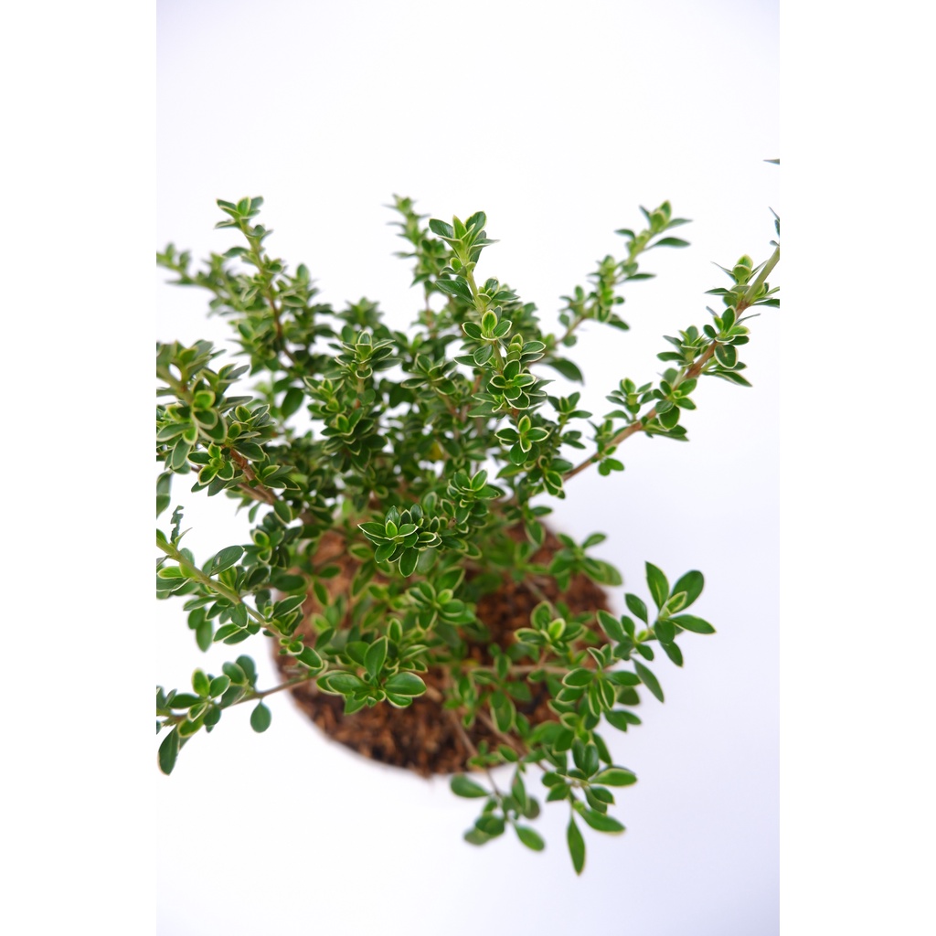 Bahan Bonsai Mirten - Myrtus communis - Tanaman Hias