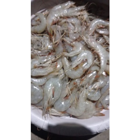 

Udang vaname
