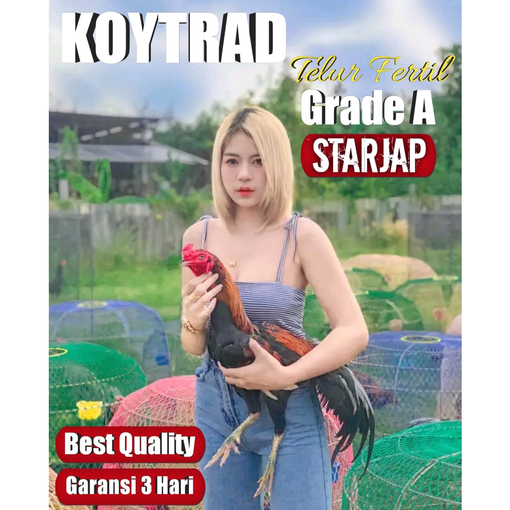 ayam bangkok asli koytrad thailand telur fertil super