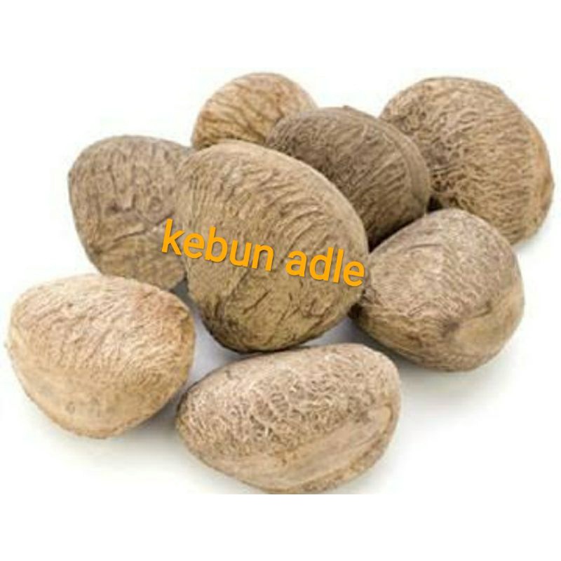 picung muda kelewek 1kg