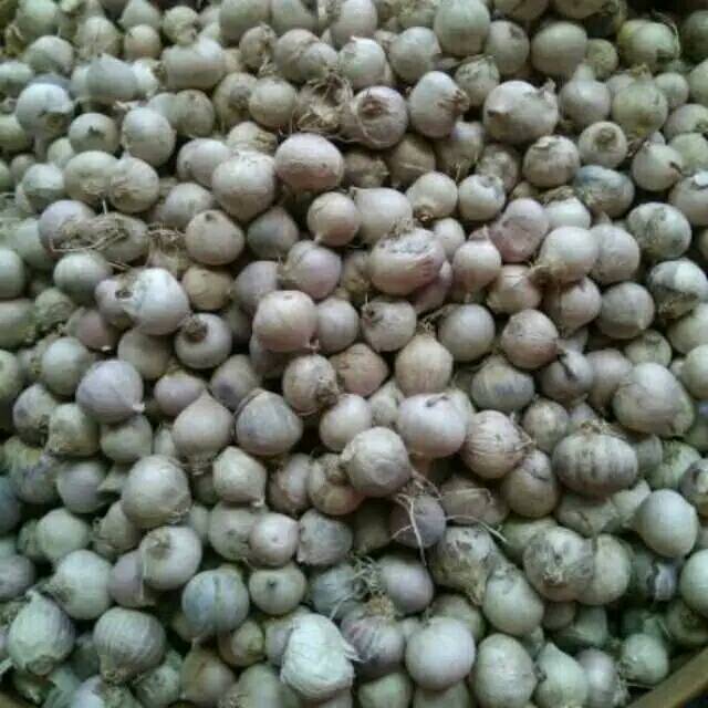 

100gr Bawang lanang mentah bawang tunggal termurah bumbu dapur dan herbal penyakit kronis