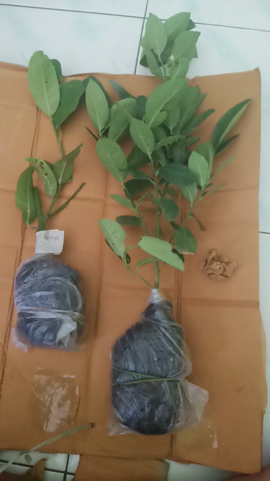 Bibit Jeruk Jerpaya Atau Pepaya