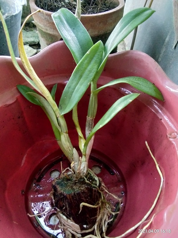 Anggrek Dendrobium Thailand Aneka Warna
