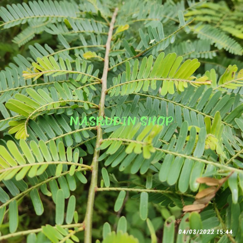 

DAUN MALAKA 1KG SEGAR LANGSUNG PETIK / DAUN AMLA / PHYLLANTHUS EMBLICA