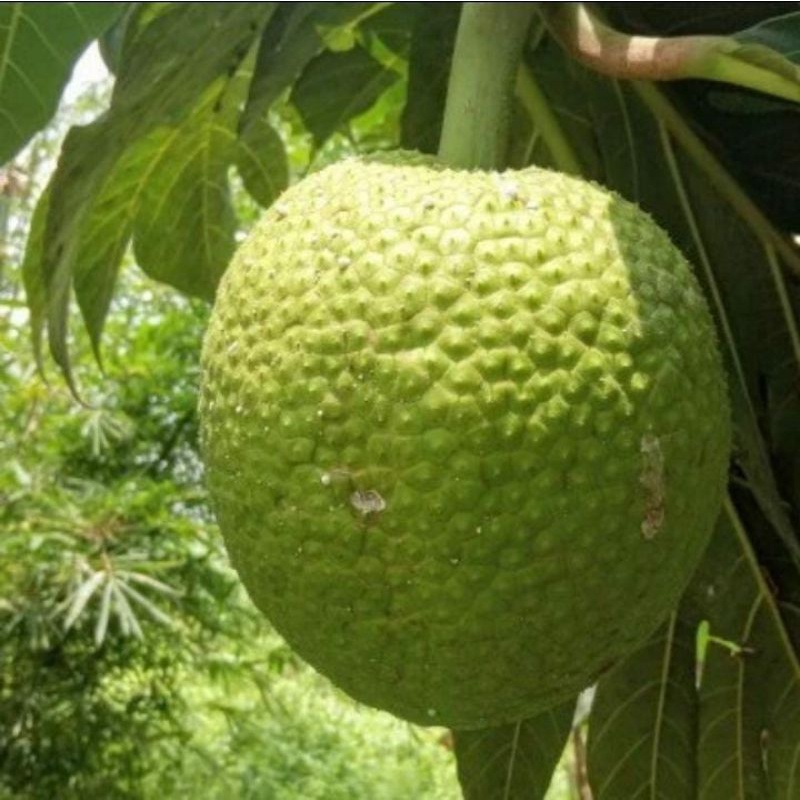 

Sukun Organik/butter bread