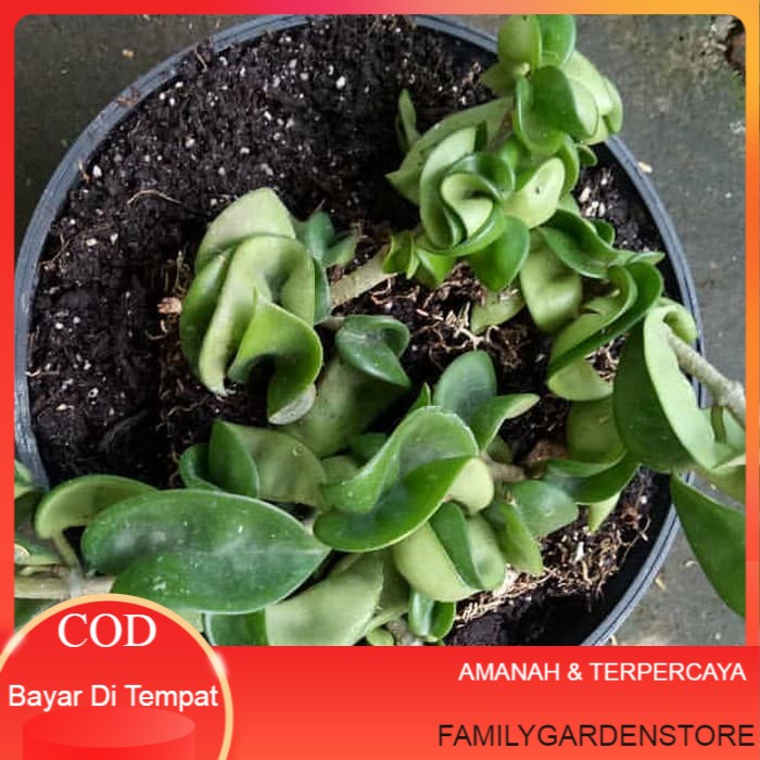 tanaman hias gantung hoya compacta corly - hoya carnosa Terlaris Termurah