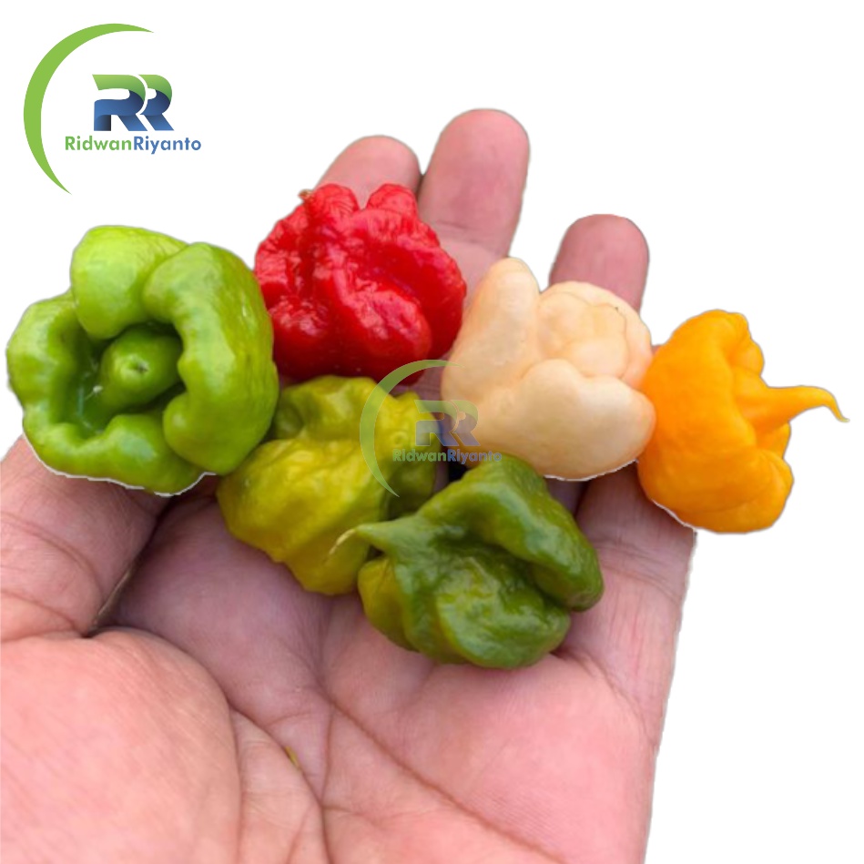 Paket 4c Biji Cabe Carolina Reaper Cabai Terpedas di Dunia Nomor 1 versi The Guinness World Record Benih Tanaman